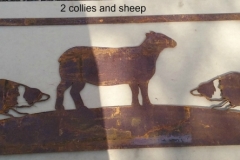 2 collies and sheep