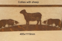 collies and sheep