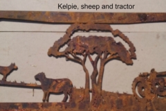kelpie, sheep andtractor