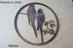 parrots in circle
